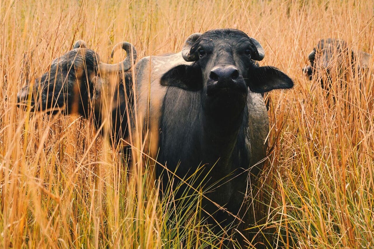 Buffalo