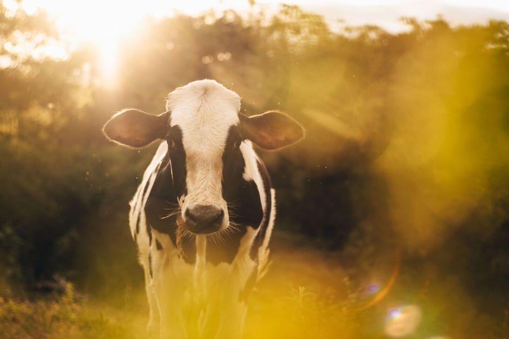 Cattle: HF, Jersey & crossbred