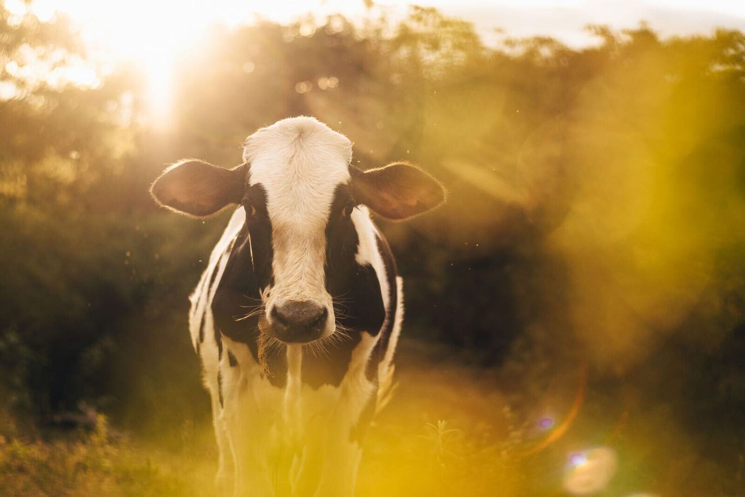 Cattle: HF, Jersey & crossbred