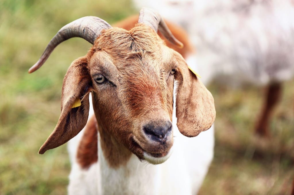 Goat: Kids to breeding bucks