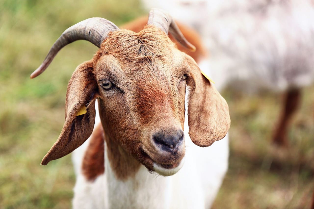 Goat