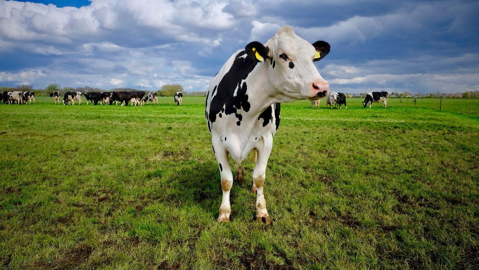 Holstein Friesian cow standing in an open pasture under a blue sky