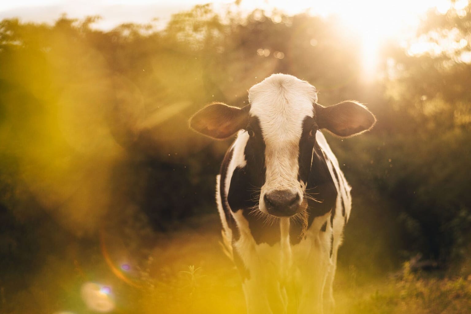 Holstein Friesian cow backlit by the evening sun