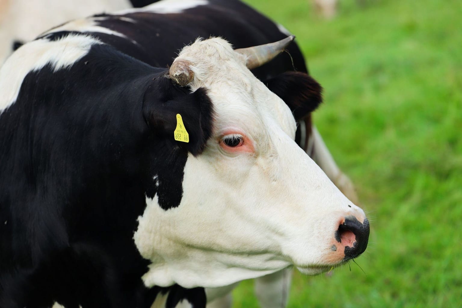 Healthy Holstein Friesian dairy cow in green pasture