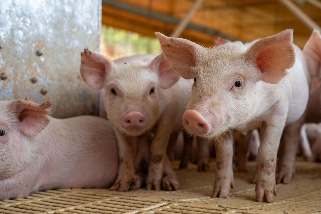 Pig