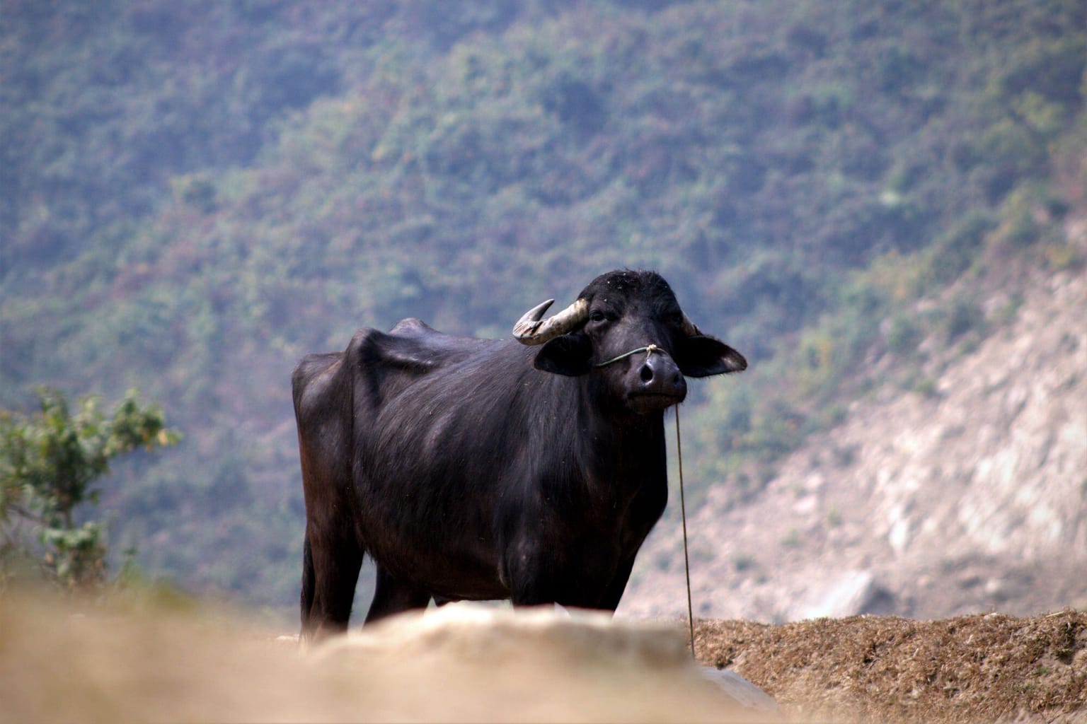 Black Murrah-type buffalo with short curled horns
