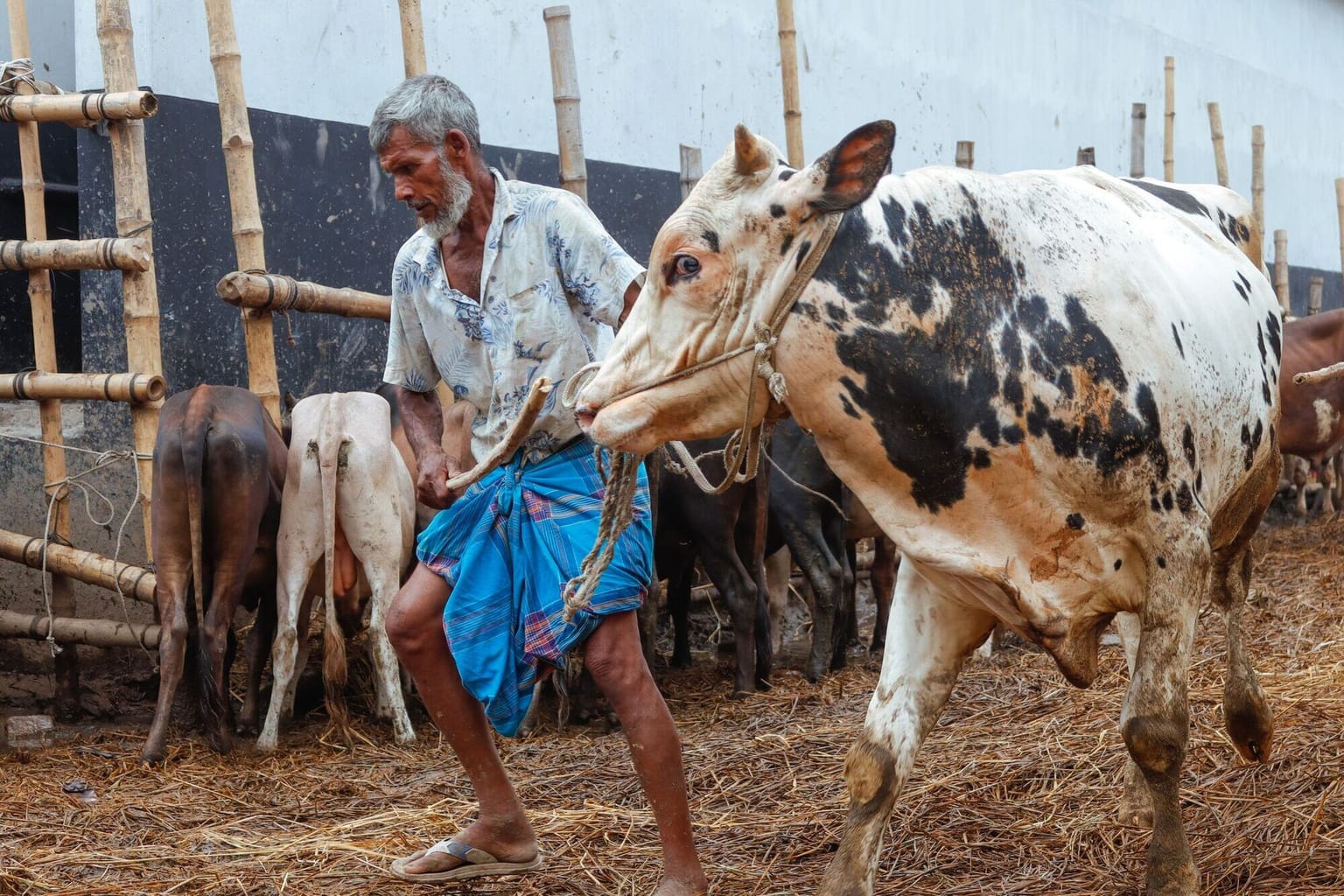 Indian dairy farmer leading a crossbred cow through the cattle shed