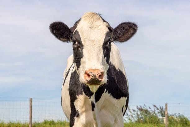 Holstein Friesian heifer looking at the camera under a blue sky