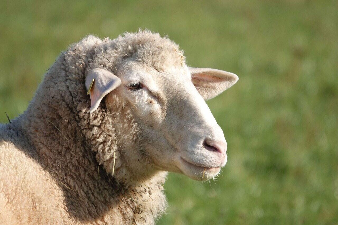 Sheep: Lambs to rams